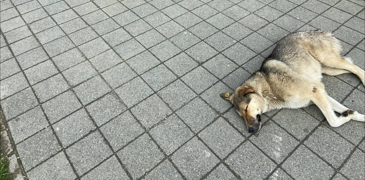 «Садисты убили старую Женю!» В Краснодаре зоозащитники ищут неизвестных, которые устроили самосуд над бездомной собакой
