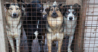 В Новороссийске ликвидируют МУП, которое занималось отловом бродячих псов