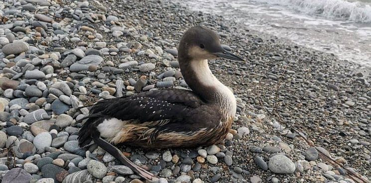 В Чёрном море очередной разлив мазута? На пляжах Туапсе и Сочи находят птиц, испачканных нефтепродуктами – ВИДЕО 
