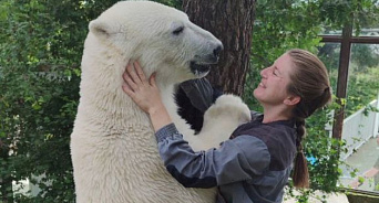 Белый медведь из Геленджика уедет в Сибирь