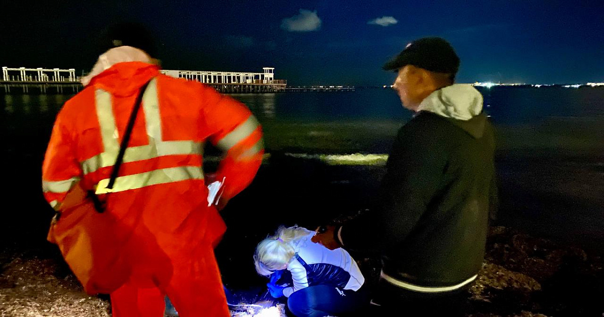 В Анапе после выпуска дельфина в море волонтеры останутся на пляже до утра 