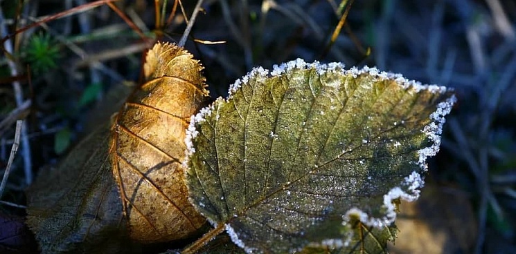 В Краснодарском крае в первый день октября ожидаются заморозки