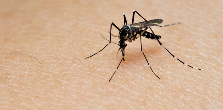Дело техники: в Анапе уничтожение комаров доверили дронам