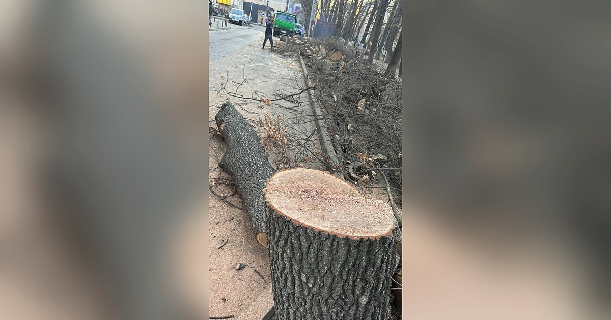 В Краснодаре проводят обрезку и вырубку деревьев на улице Героя Яцкова
