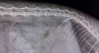 «Еле спасли пушистика»: на Кубани врачи вытащили из кишечника котёнка иголку с ниткой 