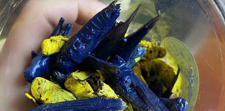 «Патриотично поедаем насекомых!» На Украине продают «десерт» в виде саранчи, окрашенной в жёлто-синие цвета - ВИДЕО