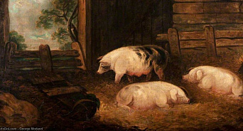  «Соседские свиньи заболели!» В Ростовской области из-за африканской чумы свиней ввели карантин