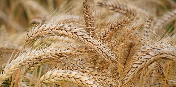 Крупные экспортеры приостановили закупки российской пшеницы