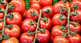 На Кубани с начала года производство тепличных овощей выросло на треть