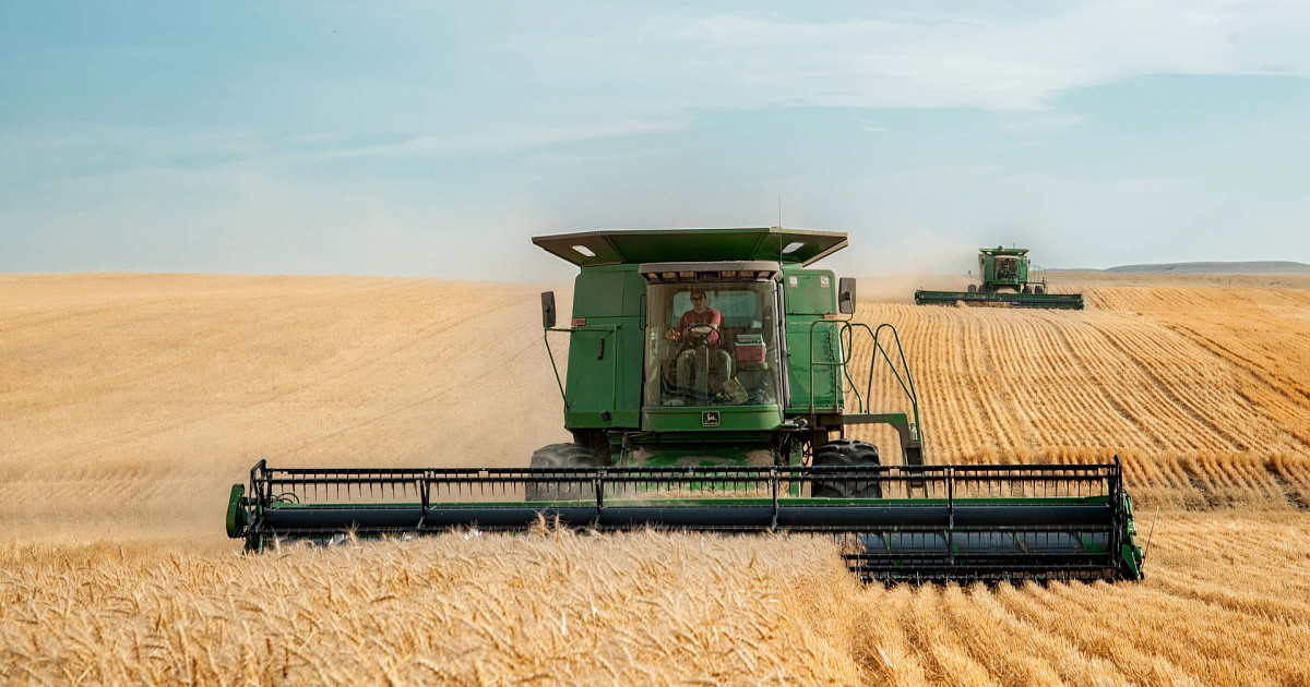 «Собрали урожай, цены подняли и отправят зерно за границу»: на Кубани цена на зерно поднялась почти на четверть по сравнению с 2022 годом