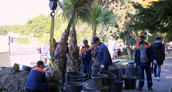 В Геленджике посадили три пальмы, привезённые с другого континента
