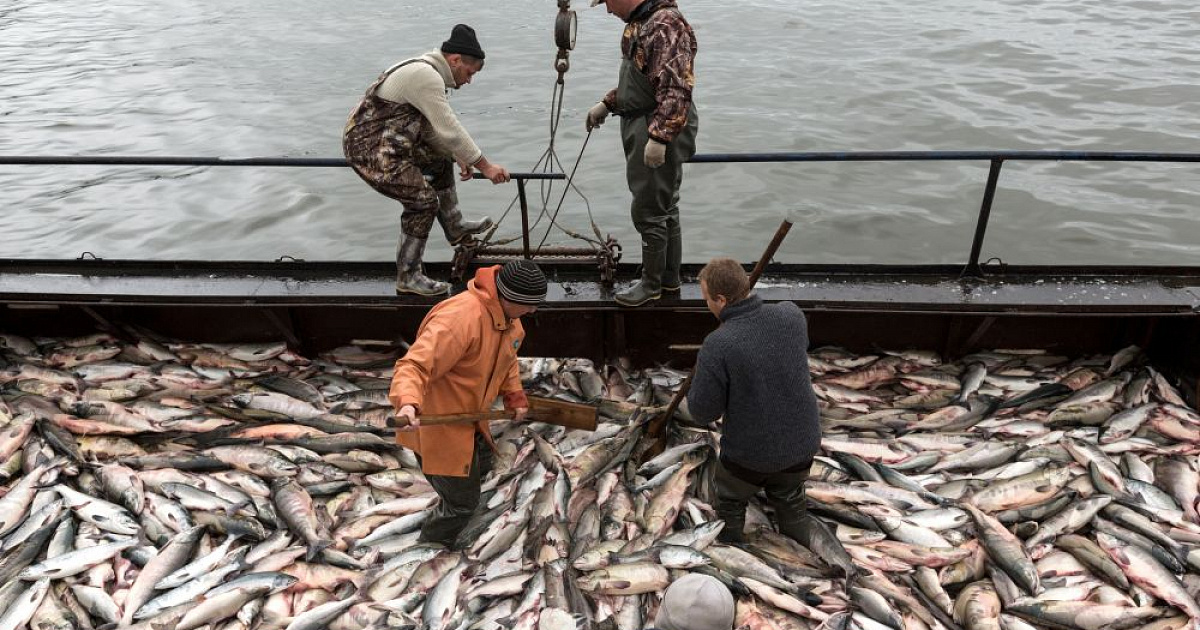 На Кубани рыбное хозяйство оказалось в кризисе – у рыболовов заканчиваются деньги 