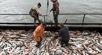 На Кубани рыбное хозяйство оказалось в кризисе – у рыболовов заканчиваются деньги 