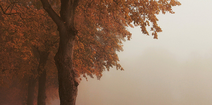 В Краснодарском крае 26 октября ожидаются туманы, дожди и снег
