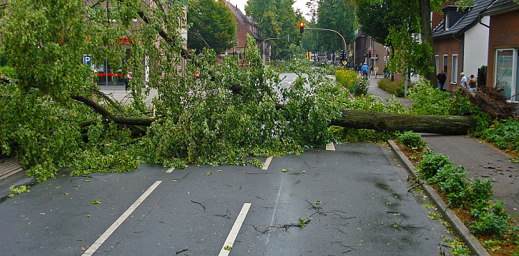 В Сочи ураган повалил 20 деревьев и снес крышу в хостеле