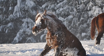 В Крыму лошадь провалилась под лед и утонула