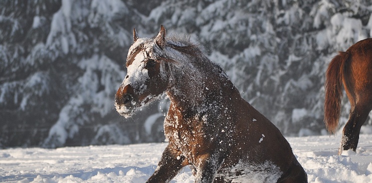 В Крыму лошадь провалилась под лед и утонула
