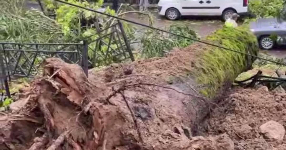 В жилом районе Сочи рухнули одновременно два дерева и перегородили дорогу 