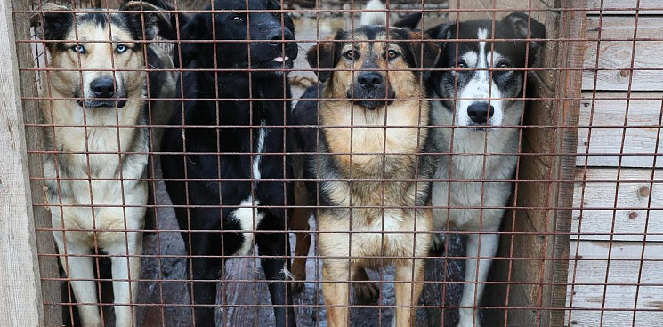 В Новороссийске ликвидируют МУП, которое занималось отловом бродячих псов