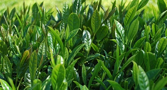 На Кубани будут выводит холодоустойчивые сорта чая