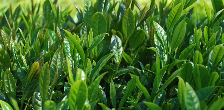 На Кубани будут выводит холодоустойчивые сорта чая