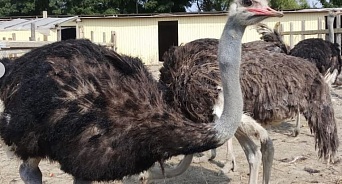 В Новороссийске появится страусиная ферма