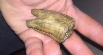 «Раритет с морского дна»: в Геленджике продают окаменевший зуб неизвестного существа