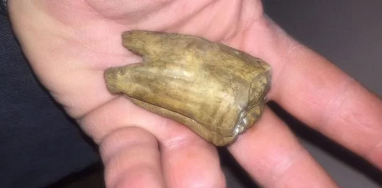 «Раритет с морского дна»: в Геленджике продают окаменевший зуб неизвестного существа
