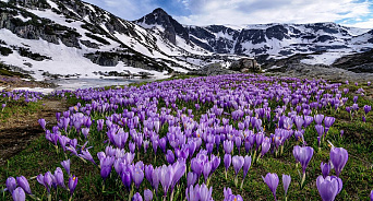 Минприроды  Кубани объявил о старте проведения рейдов по охране первоцветов