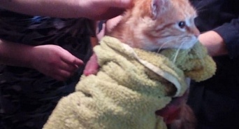В Новороссийске спасли кота, просидевшего в трубе пять дней