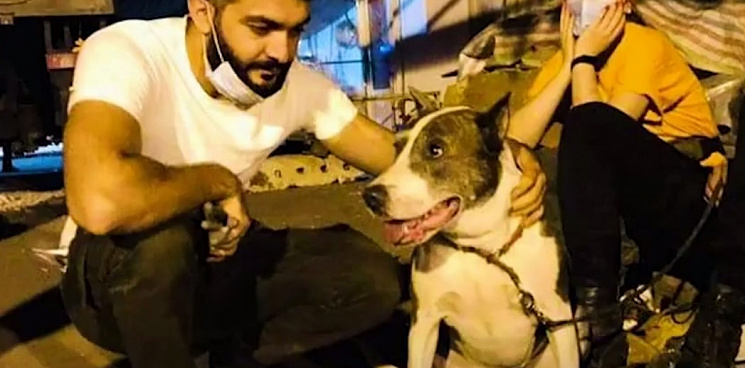 «Работал на пепелище и изрезал лапы»: пёс туристов из РФ искал людей, пропавших при пожаре ТЦ в Ереване