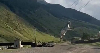 «Почувствовал себя троллейбусом»: в Дагестане козёл зацепился рогами за провода и летал на них поперёк улицы – ВИДЕО