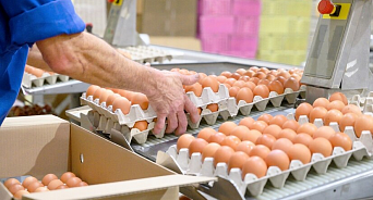 «Увеличили и объёмы производства яиц, и цены на них»: замглавы Кубани отчитался об успехах в птицеводстве, о снижении стоимости продукции промолчал