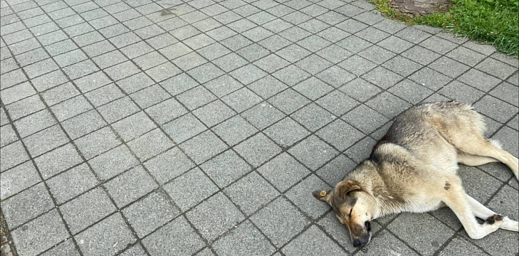 «Пока мэрия бездействует, собаки нападают на школьников!» В Краснодаре стая бродячих собак напала на ребёнка: его спасли прохожие – ВИДЕО 