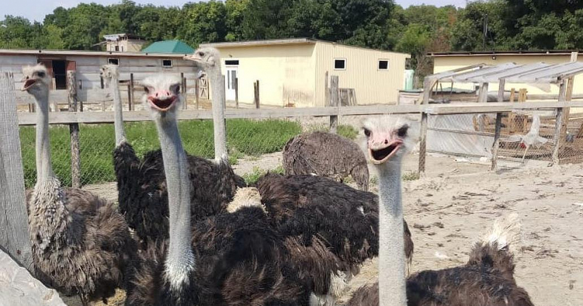 На Кубани неизвестные пробрались в зоопарк и закидали камнями страусов