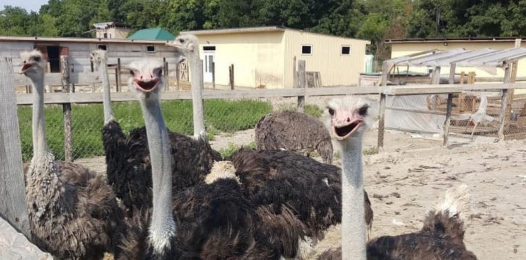 На Кубани неизвестные пробрались в зоопарк и закидали камнями страусов