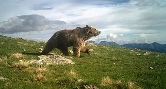 Ученые Кубани рассказали, почему медведи стали чаще выходить к людям 