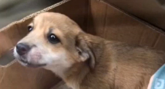 В Краснодаре живодёры завернули щенка в пакет и выбросили на мусорку - животное спасли от смерти