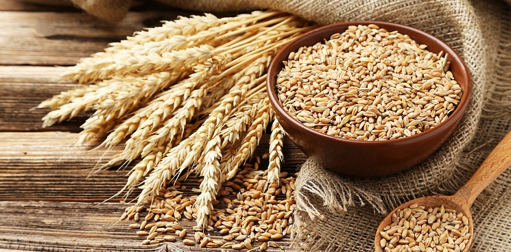 Экспорт зерна через порты Краснодарского края увеличился на 36%