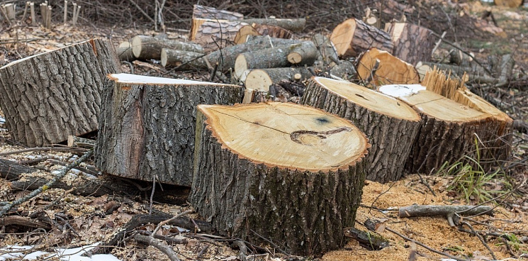 «И это вы называете ответом?» В администрации Краснодара отреагировали на жалобу жителей ЮМР по вырубке 150 деревьев, объяснить массовое уничтожение растений в мэрии не смогли