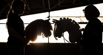 «Помешательство прокралось в спорт?» Федерация конного спорта РФ поддержала езду на палках между ног — хоббихорсинг 
