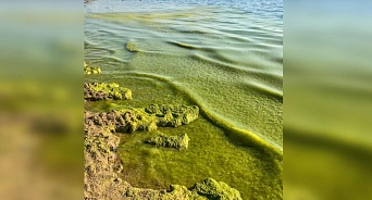 На побережье Анапы цветут водоросли, они очень полезные и очень пахучие