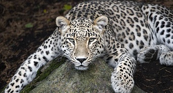 В Сочи до конца года получат потомство от двух пар редких леопардов
