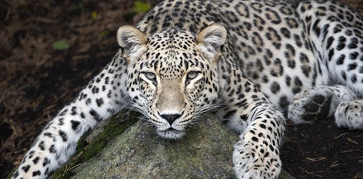 В Сочи до конца года получат потомство от двух пар редких леопардов