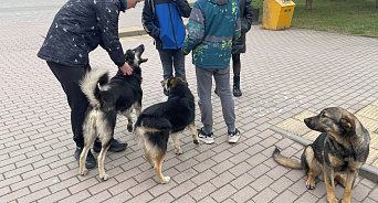 В РФ чиновников, цирки, зоопарки и обычных граждан будут штрафовать за бродячих животных