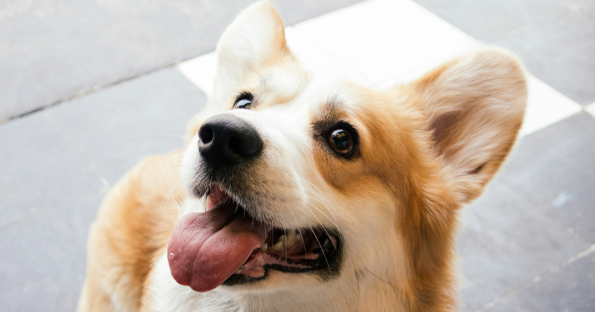 Корги спасли семью от нападения алабая в Сочи