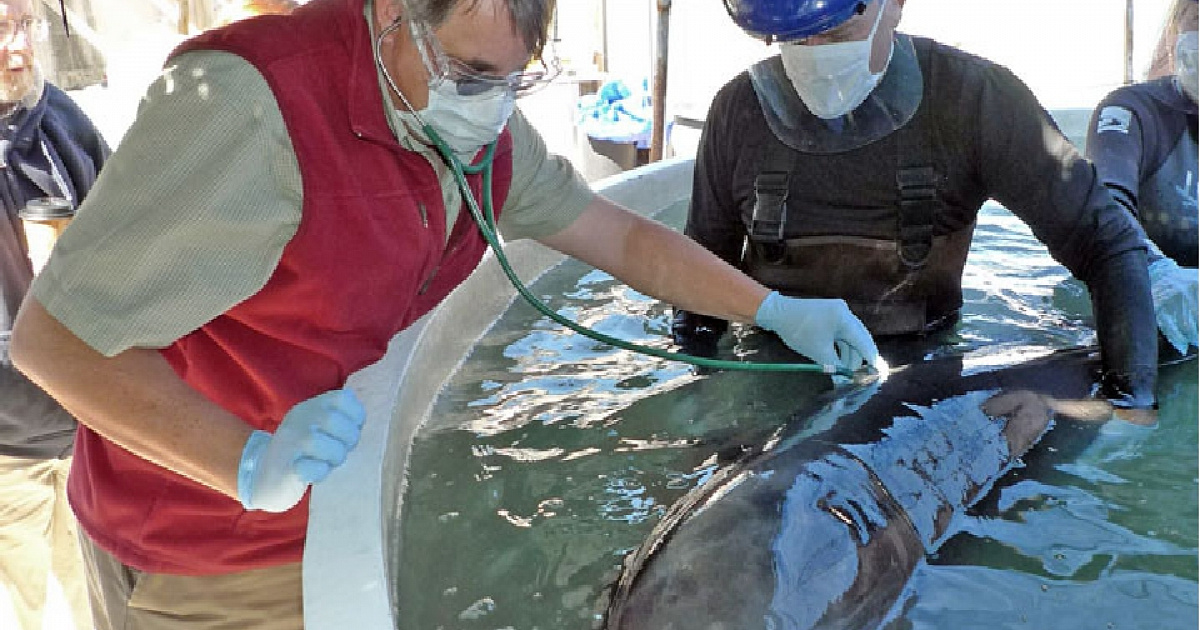 Фауна Чёрного моря находится под угрозой из-за найденных опасных веществ