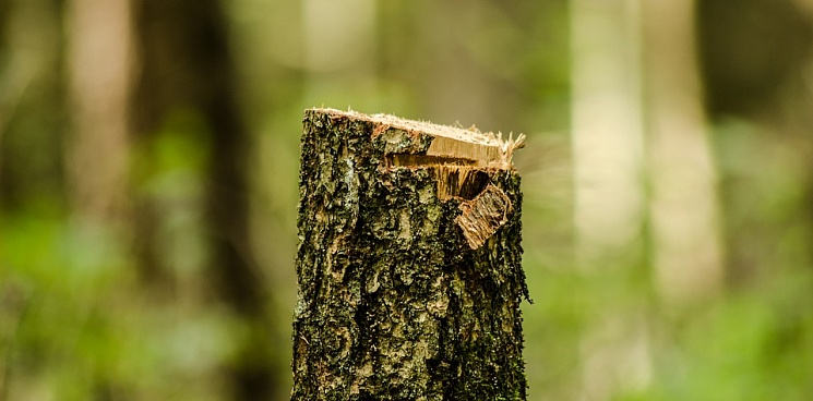 Жители Новокубанского района незаконно вырубили деревья на 1,5 млн рублей