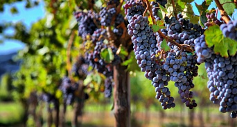 На Кубани к 1 апреля завершат инвентаризацию земель под виноградники