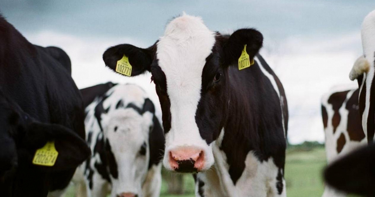 На Кубани хотят увеличить продуктивность дойного стада до 12 тонн к 2030 году
